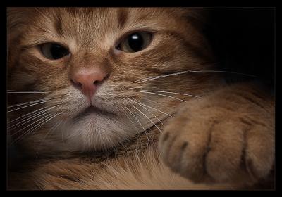 20070304142232-gato.jpg