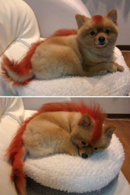 20070305113229-realfirefox2dv.jpg