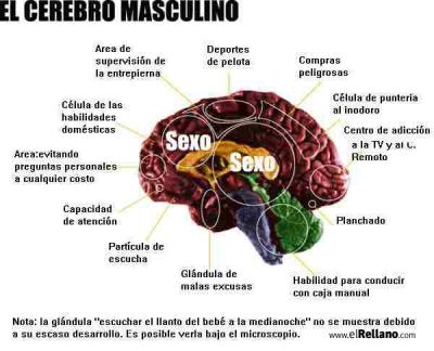 20070602185933-cerebro-masculino.jpg