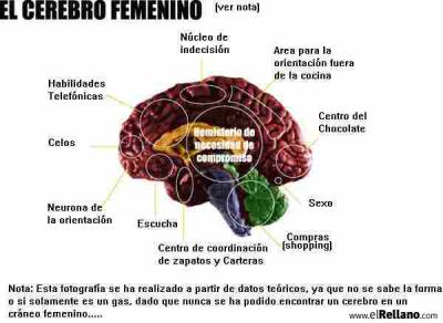 20070603092535-cerebro-femenino.jpg