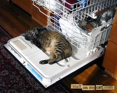 20070729174937-gato-lavavajillas.jpg
