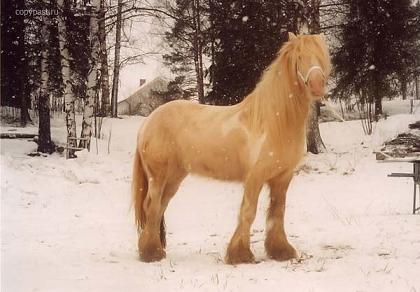 20071219125705-percheron-nieve.jpg