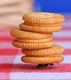 20080110125243-galletas.jpg