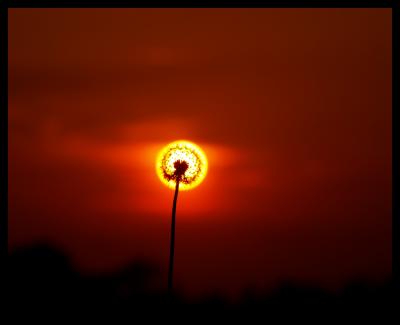 20080120121908-sol-flor.jpg