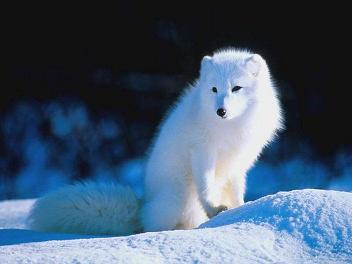 20080217170731-zorro-blanco.jpg