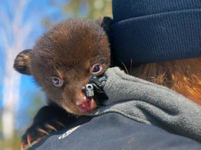 20080524083518-bearsaved014.jpg
