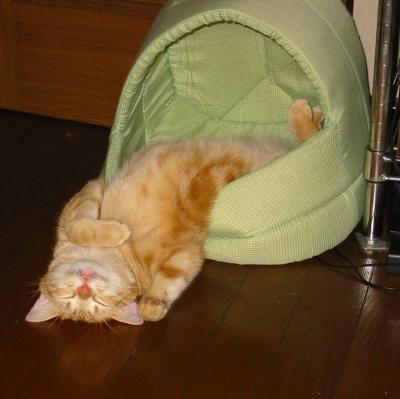 20080608150719-fallingoutofbed.jpg